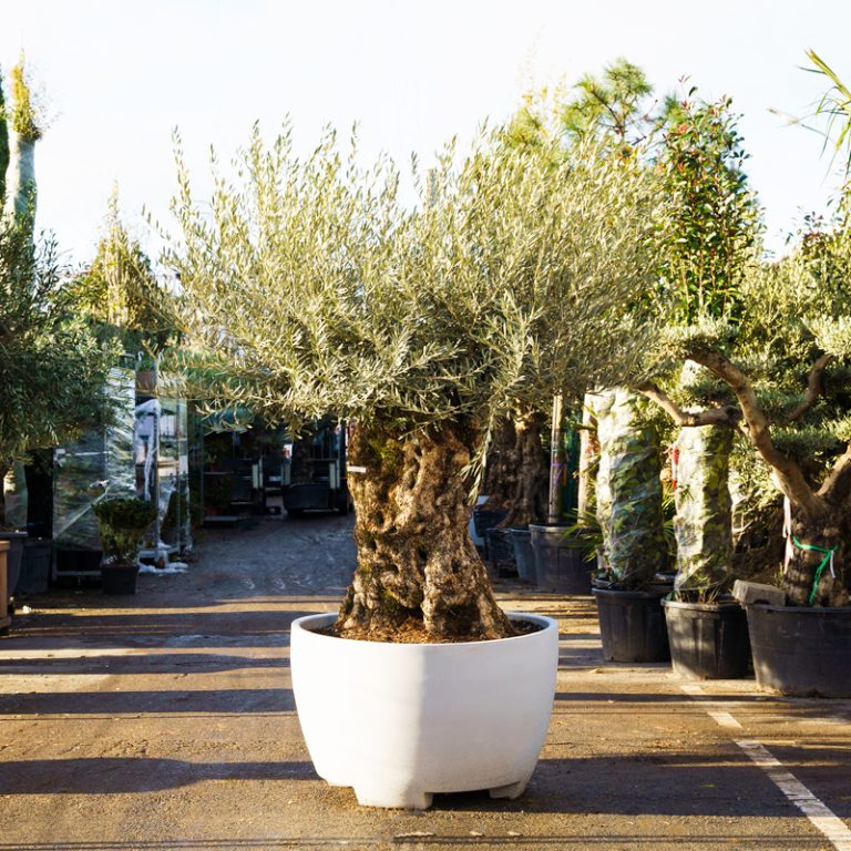 Green Rungis Grossiste plantes Rungis | Expertise végétale depuis 2006