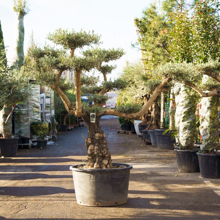 Green Rungis Grossiste plantes Rungis | Expertise végétale depuis 2006