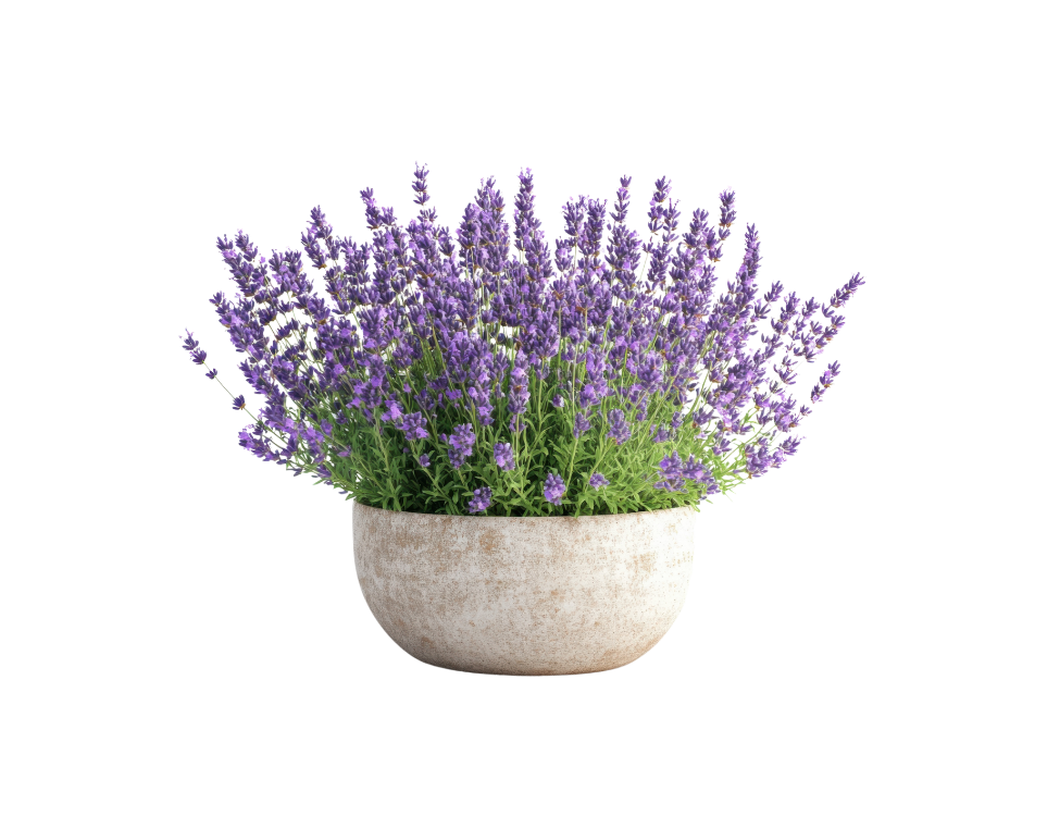 Plantes-jardin (2)