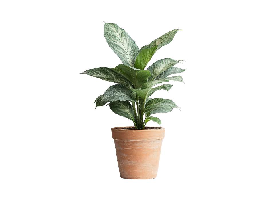 Plantes-jardin (3)
