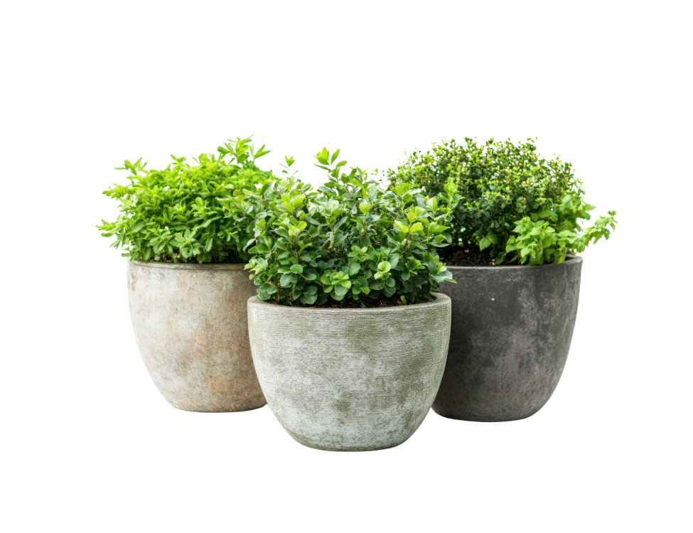 Plantes-jardin