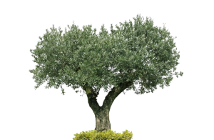Green Rungis Grossiste plantes Rungis | Expertise végétale depuis 2006