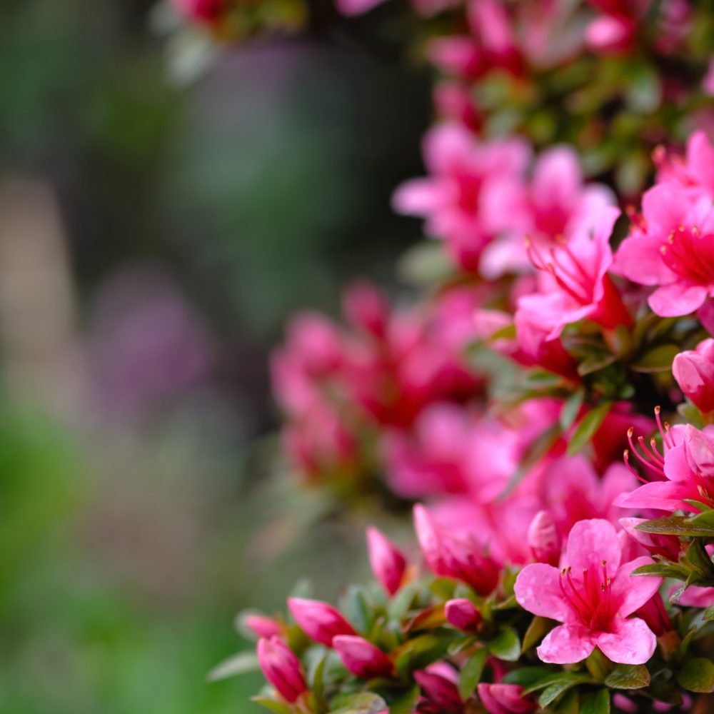Azalea blooming pink and purple spring flowers. Gardening